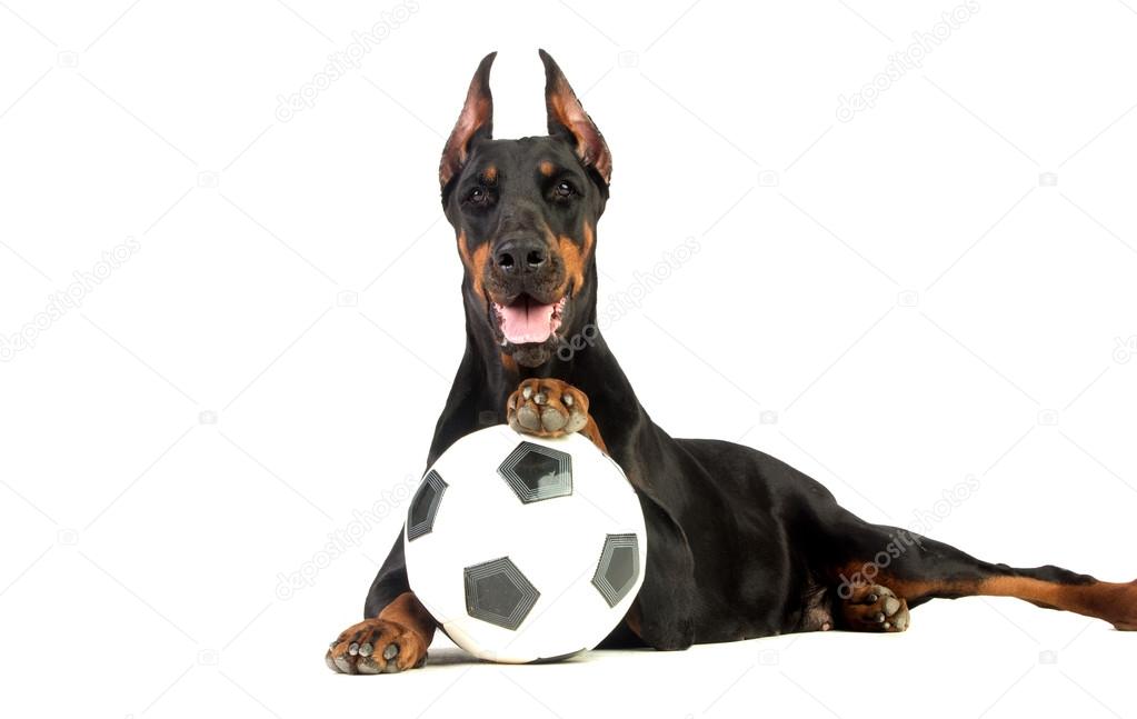 Great doberman dog with ball on white background
