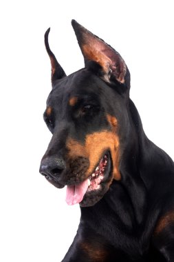 Doberman köpek portre