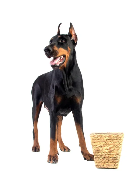 Pies Doberman jedzenie z koszyka — Zdjęcie stockowe