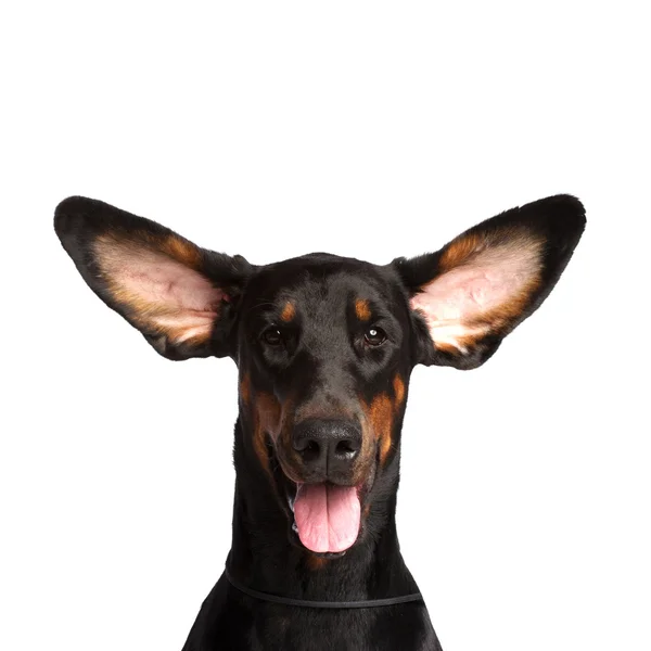 Orelhas bonitos de cão dobermann isolado em branco — Fotografia de Stock