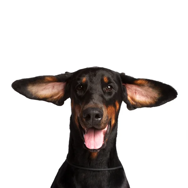 Cute ears of dobermann dog isolated on white Royalty Free Stock Images