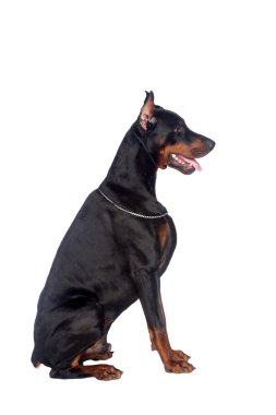 Doberman köpek oturuyor