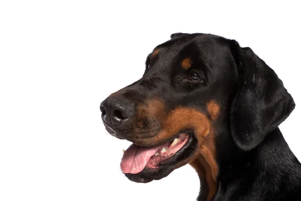 Portret psa Doberman — Zdjęcie stockowe