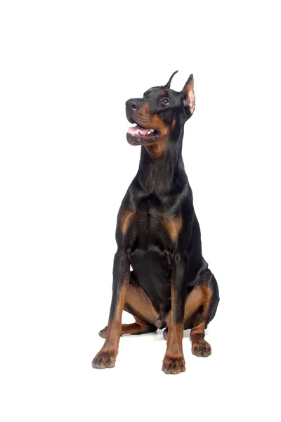 Vergadering doberman hond geïsoleerd — Stockfoto