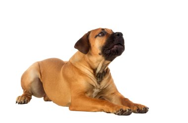 Rare breed South African boerboel posing in studio. clipart