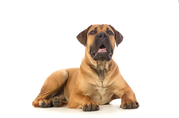 Rara raza sudafricana boerboel cachorro posando en estudio . — Foto de Stock