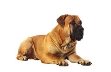 Stüdyoda poz veren nadir Güney Afrikalı boerboel..