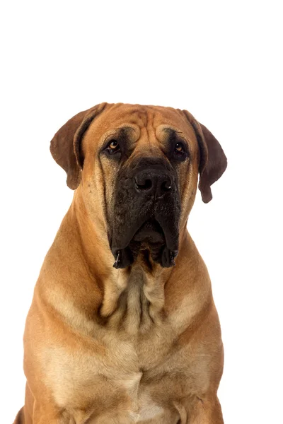 珍しい品種南アフリカのboerboel posingでスタジオ. — ストック写真