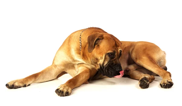 Vzácné plemeno jihoafrické boerboel pózování ve studiu. — Stock fotografie