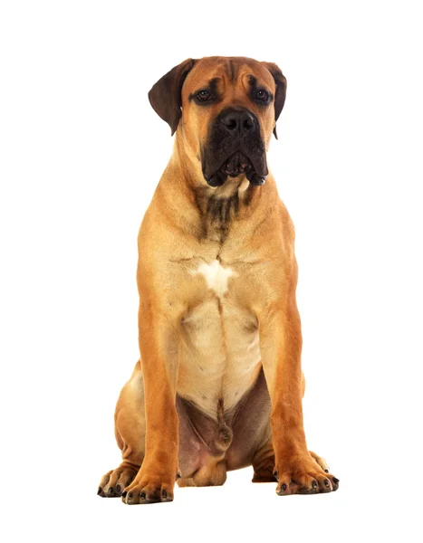 Vzácné plemeno jihoafrické boerboel pózování ve studiu. — Stock fotografie