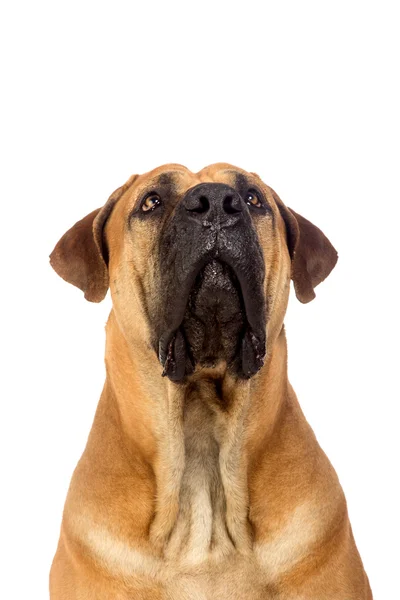 Zuid-Afrikaanse mastiff — Stockfoto