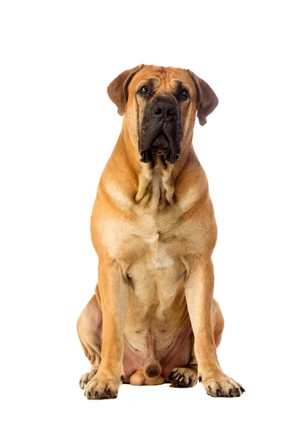 Südafrikanischer Hund — Stockfoto