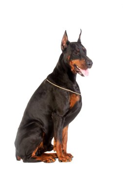 Doberman köpek oturan beyaz izole
