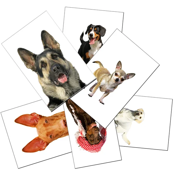 Colección de fotos de perros — Foto de Stock