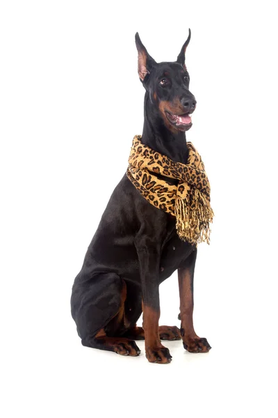 Doberman cão com cachecol — Fotografia de Stock