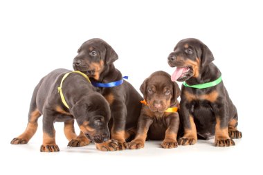dobermann kukla grubu