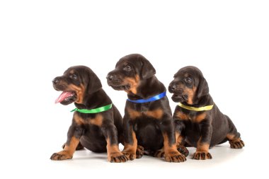 dobermann kukla grubu