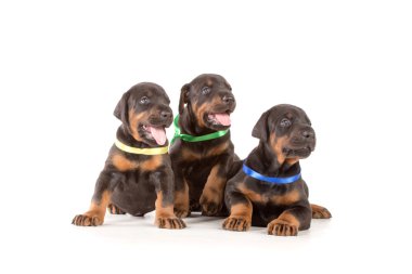 dobermann kukla grubu