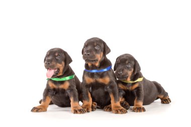 dobermann kukla grubu
