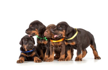 dobermann kukla grubu