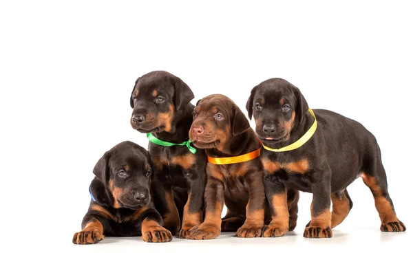 Group of dobermann puppies — Stock Photo, Image
