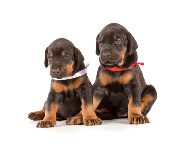 Gruppo di cuccioli dobermann — Foto Stock