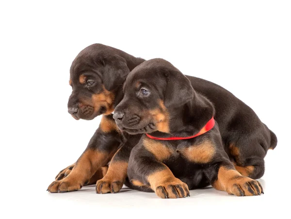 Groep van dobermann pups — Stockfoto