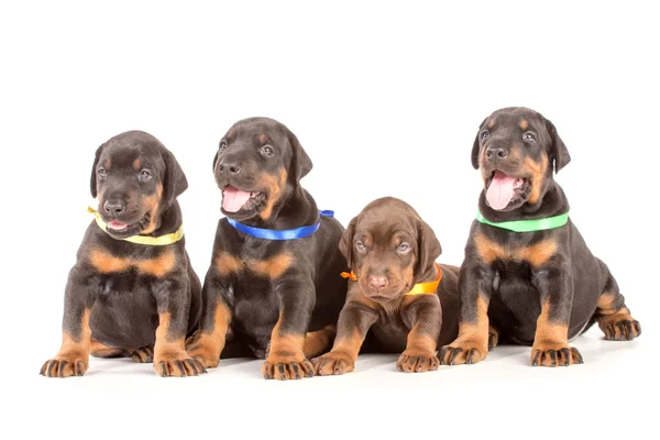 Gruppo di cuccioli dobermann — Foto Stock