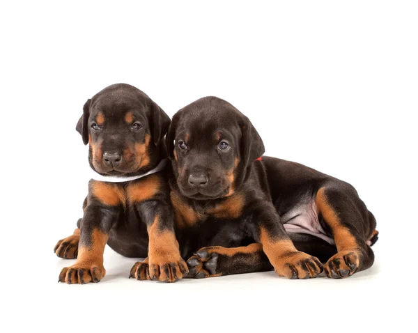 Grupo de cachorros dobermann —  Fotos de Stock