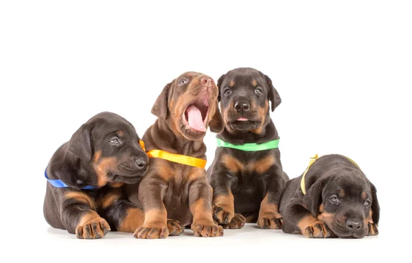 Grupp av dobermann valpar — Stockfoto