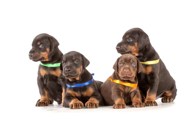 Grupp av dobermann valpar — Stockfoto