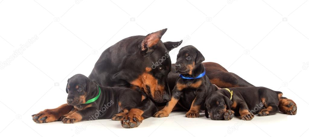 Doberman dog with puppies