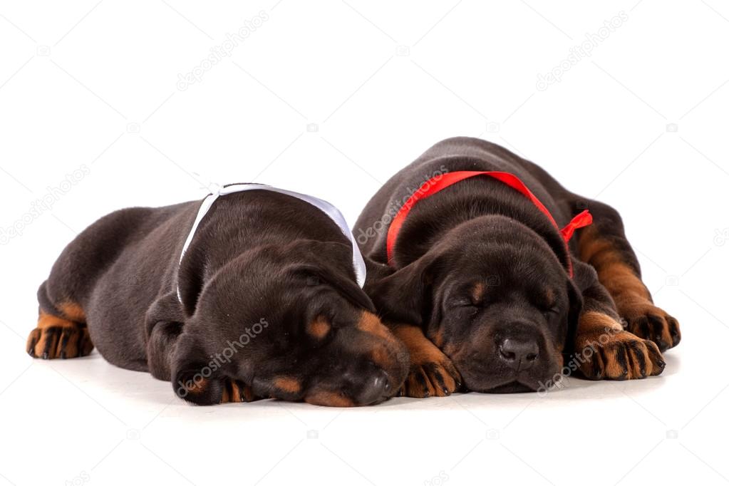 Sleeping dobermann puppies