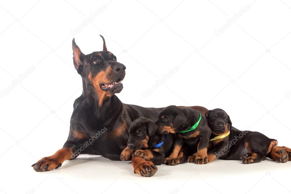 Doberman dog with puppies