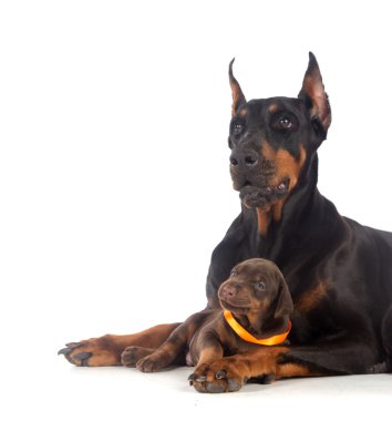 Doberman köpek yavrusu ile