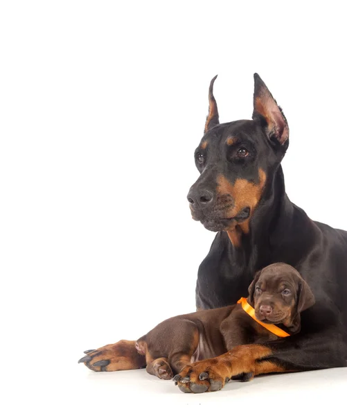 Doberman cane con cucciolo — Foto Stock