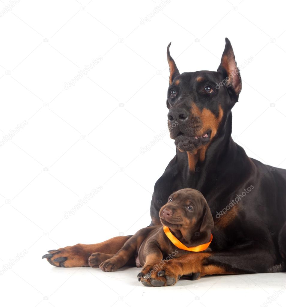 Doberman dog with puppy