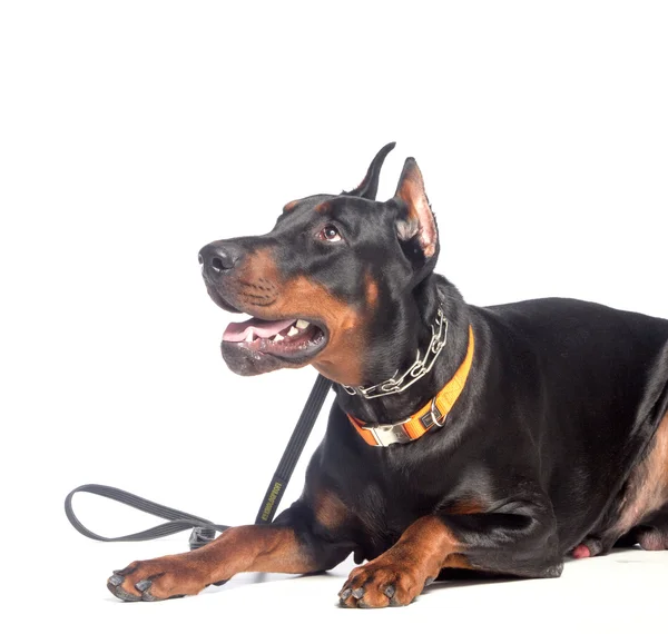 Doberman hond portret — Stockfoto