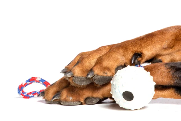 Hund tass med boll — Stockfoto
