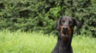 Doberman portre