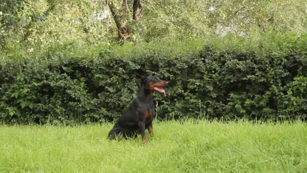 Doberman portrait — Stock Video