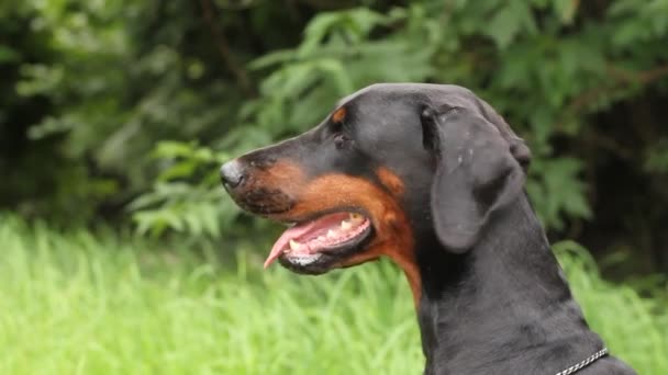 portrait de Doberman