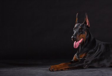 doberman dog on black background clipart