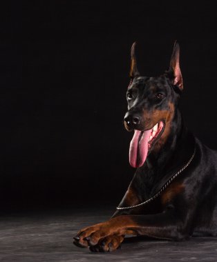 Doberman Pinscher 'ın siyah üzerine portresi. Dişi köpeğin stüdyo resmi..