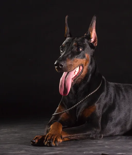 Doberman Pinscher portrét na černou.Studio záběr feny psa. — Stock fotografie