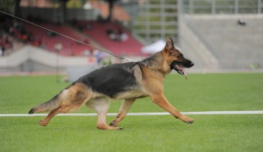 Alman çoban köpeği kaçıyor.