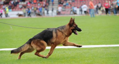 Alman çoban köpeği kaçıyor.