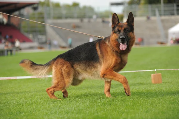 German shepherd dog running — Stock Photo, Image