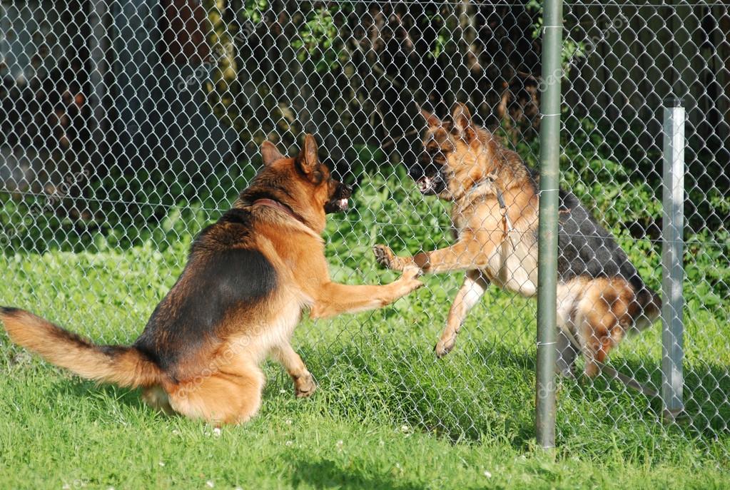 dogs fence barking