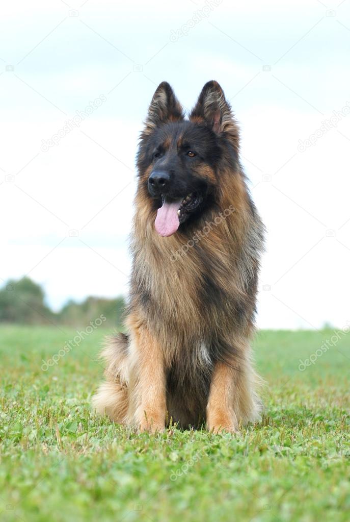 Long hair german shepherd dog